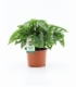 Monstera