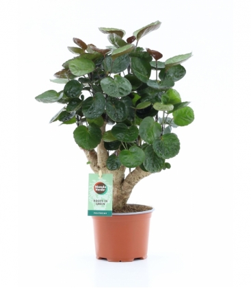 Polyscias