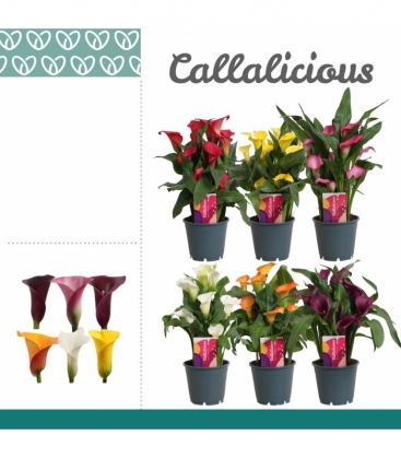 Zantedeschia
