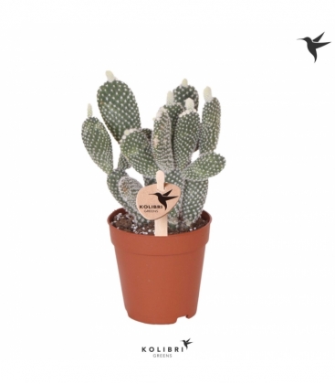 Cactus/succulenten