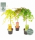 Acer
