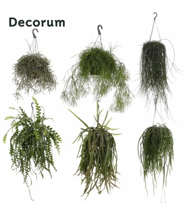 Rhipsalis