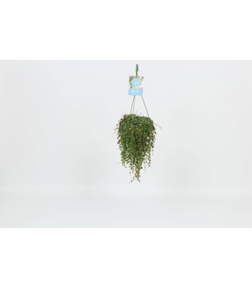 Peperomia