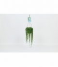 Senecio