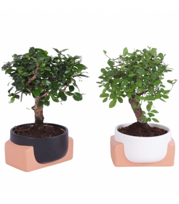Bonsai