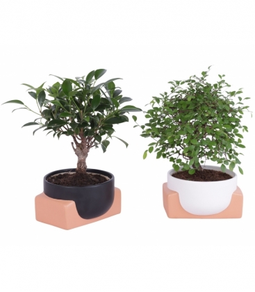 Bonsai