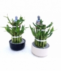 Dracaena