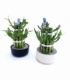 Dracaena