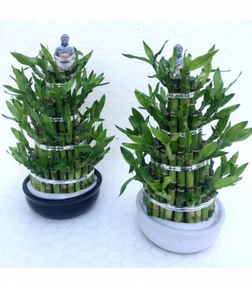 Dracaena