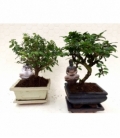 Bonsai