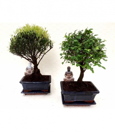 Bonsai