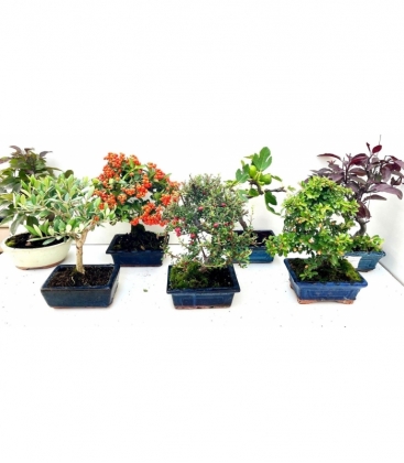 Bonsai