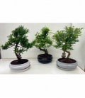 Bonsai