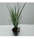 Panicum