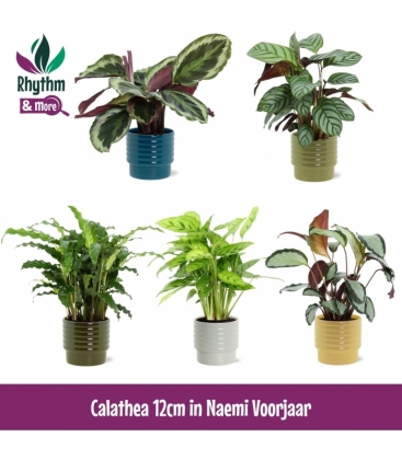 Calathea