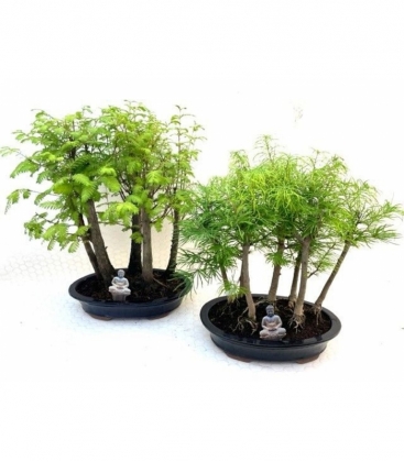 Bonsai