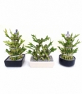 Dracaena