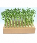 Dracaena