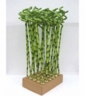 Dracaena