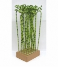Dracaena