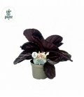 Calathea