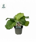 Calathea