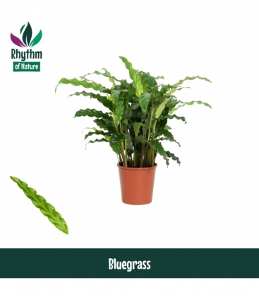 Calathea