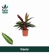 Calathea