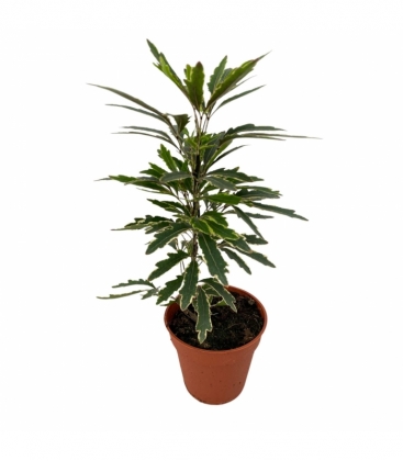 Dizygotheca