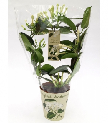Stephanotis