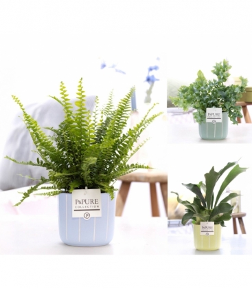 Fern