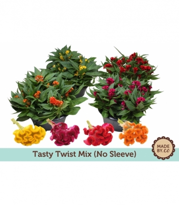 Celosia