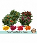Celosia