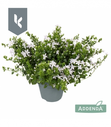 Campanula