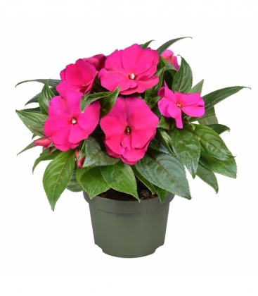 Impatiens