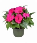 Impatiens