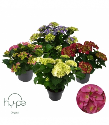 Hydrangea