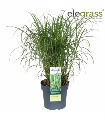 Miscanthus
