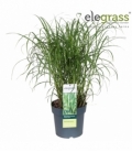 Miscanthus