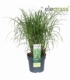 Miscanthus