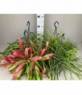 Rhipsalis