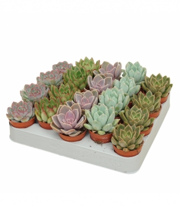 Echeveria