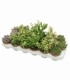 succulents