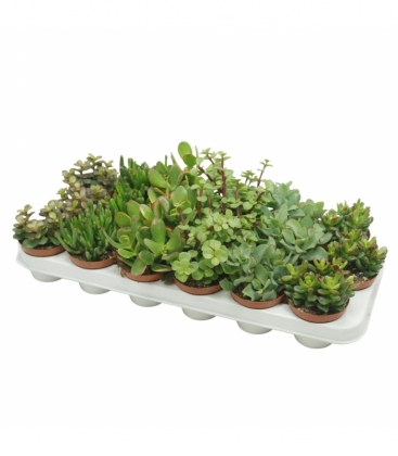 Crassula