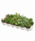 Crassula