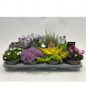 rockplants