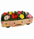 Gerbera
