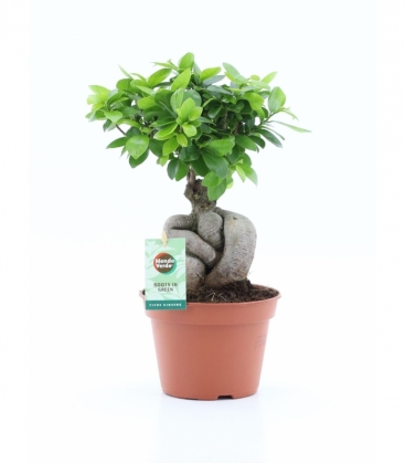Ficus