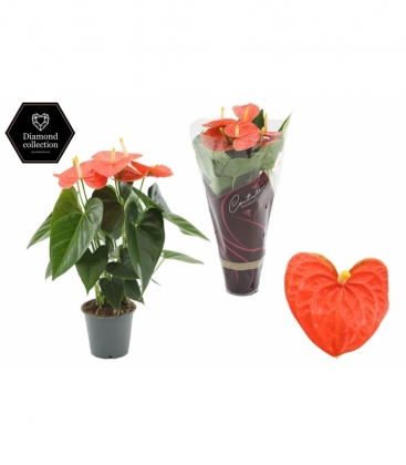 Anthurium