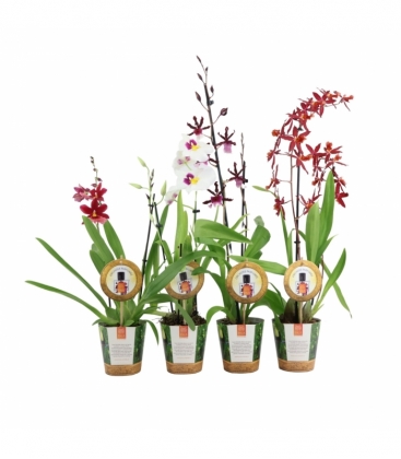 Orchids